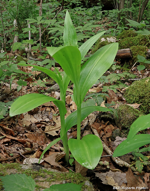 Platanthera_psycodes