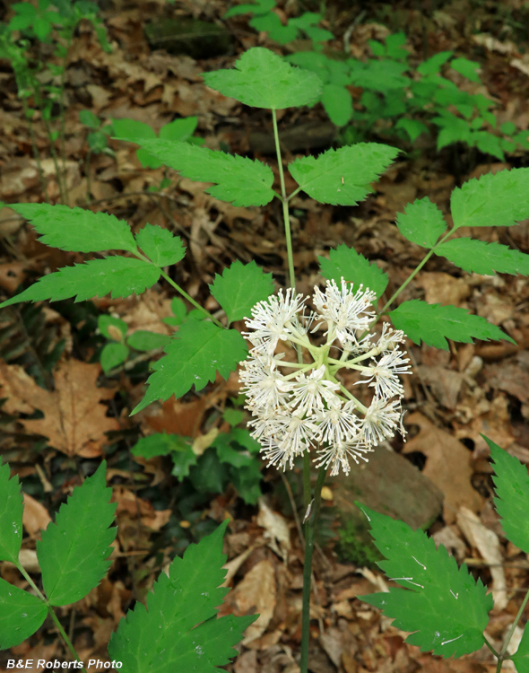 Actaea_baneberry