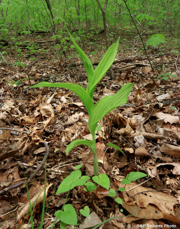 Yellow_Ladys_Slipper