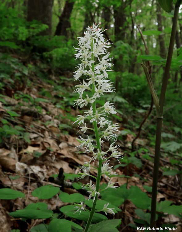 Tiarella