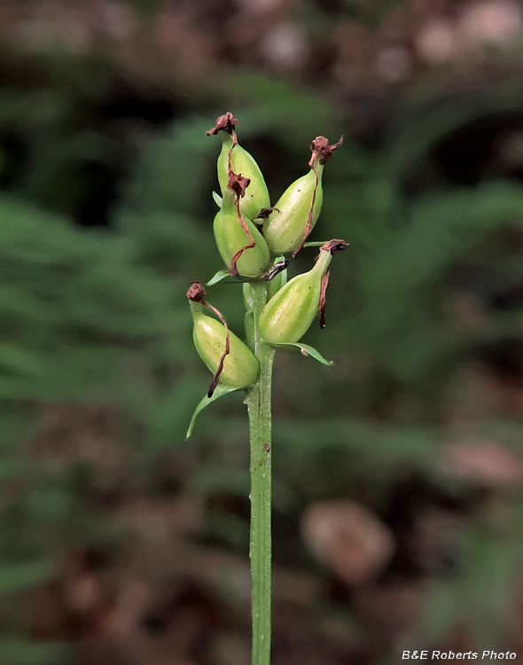 Platanthera_clavellata