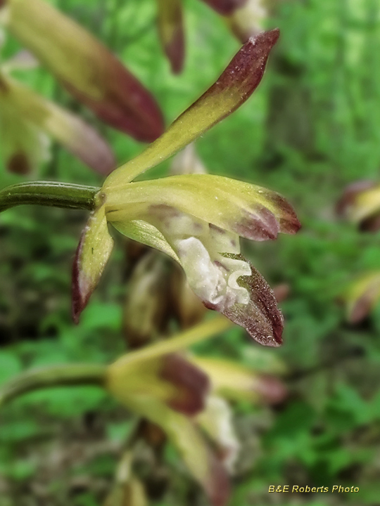Putty_Root_Orchid_flower