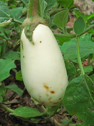 Eggplant
