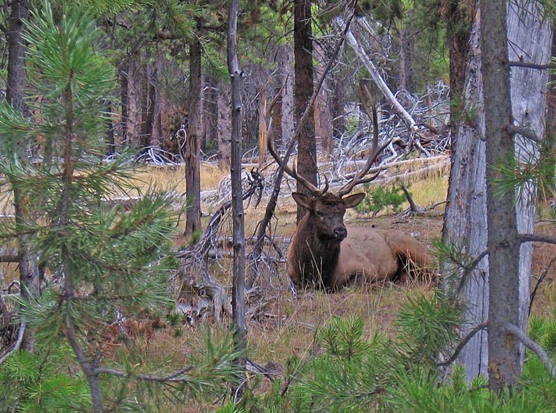 Elk_in_woods